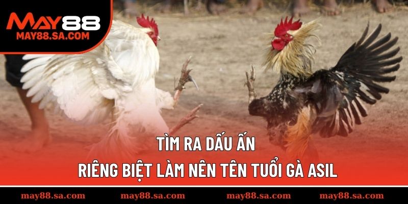 Tìm ra dấu ấn riêng biệt làm nên tên tuổi gà Asil