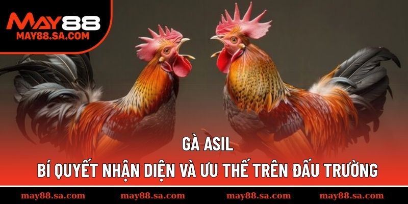 Gà Asil - Bí Quyết Nhận Diện Và Ưu Thế Trên Đấu Trường
