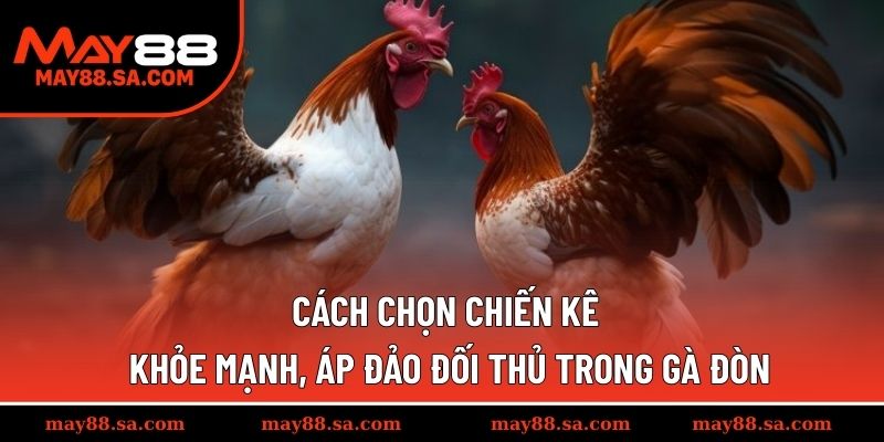 Cách chọn chiến kê khỏe mạnh, áp đảo đối thủ trong gà đòn