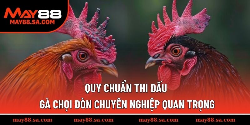 Quy chuẩn thi đấu gà chọi đòn chuyên nghiệp quan trọng