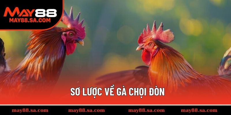 Sơ lược về gà chọi đòn