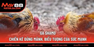 Gà Shamo - Chiến Kê Dũng Mãnh, Biểu Tượng Của Sức Mạnh
