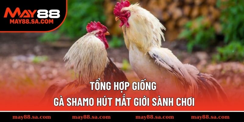 Tổng hợp giống gà Shamo hút mắt giới sành chơi