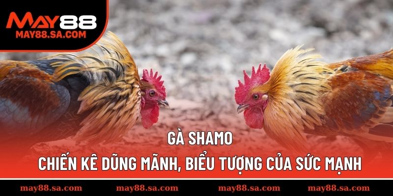 Gà Shamo - Chiến Kê Dũng Mãnh, Biểu Tượng Của Sức Mạnh