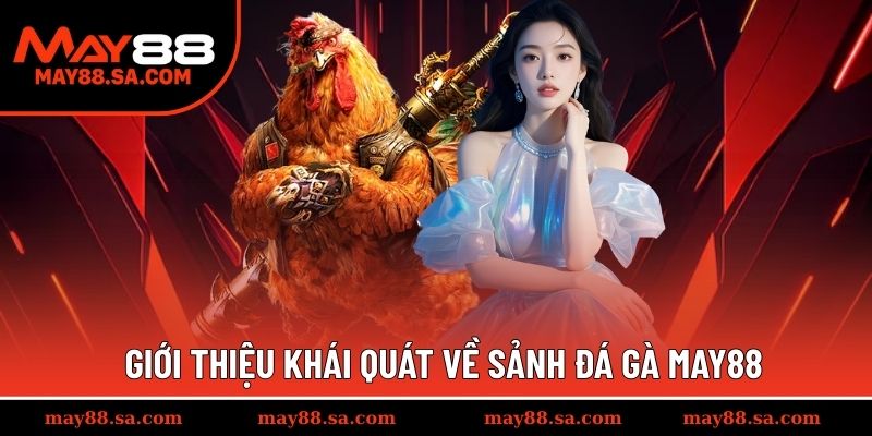 Một số thông tin thú vị về sảnh đá gà May88